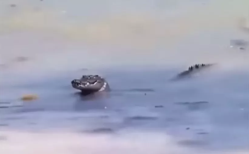 Turistas graban el avistamiento de cocodrilo en aguas caribeñas