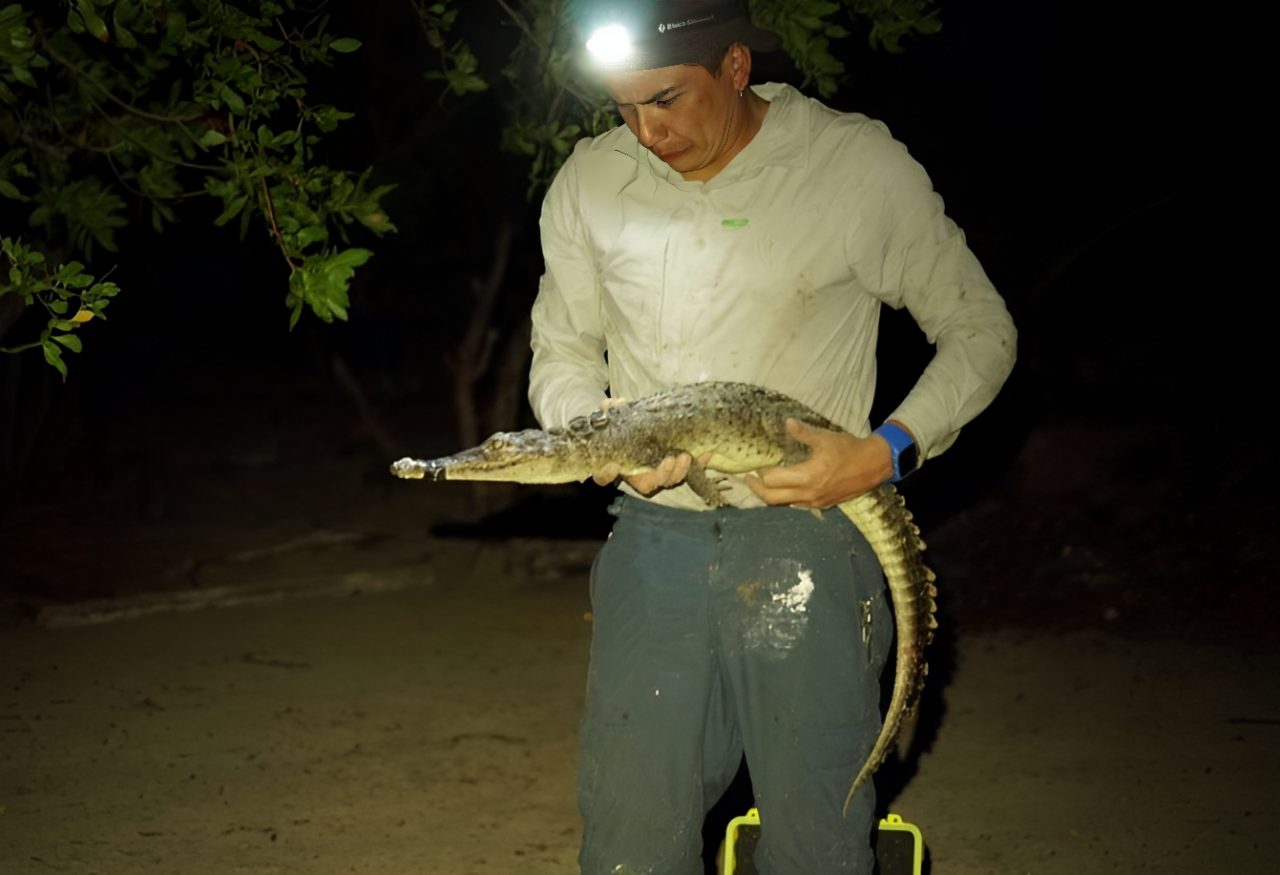Hábitat natural de las nuevas especies en Cozumel.