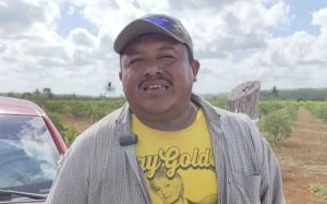 Campesinos enfrentan pérdida de cultivos de limón.