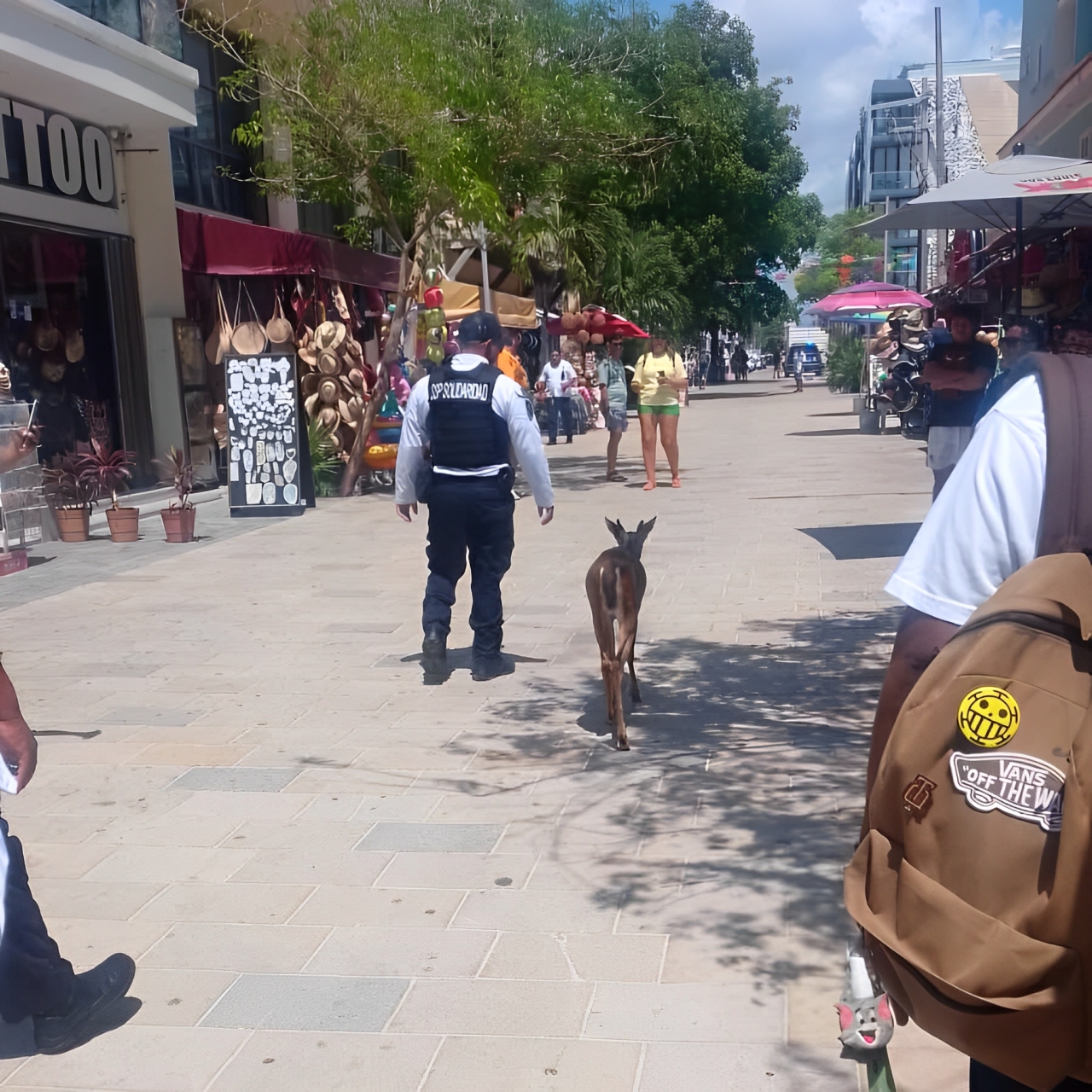 Autoridades resguardan al venado desorientado.