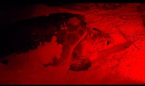 "Cozumel registra 30 nidos de tortuga marina en 2025."