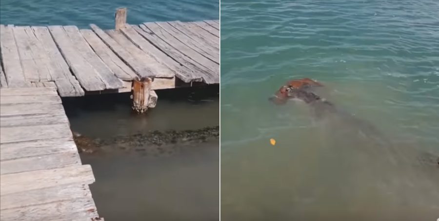 Cocodrilo nadando con su presa en Sian Ka'an.