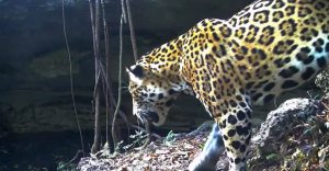 Los cenotes son vitales para la fauna local.