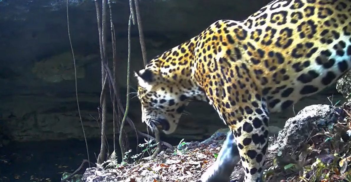 Los cenotes son vitales para la fauna local.