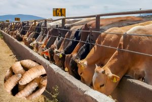 Tensión comercial entre México y Estados Unidos tras la medida.