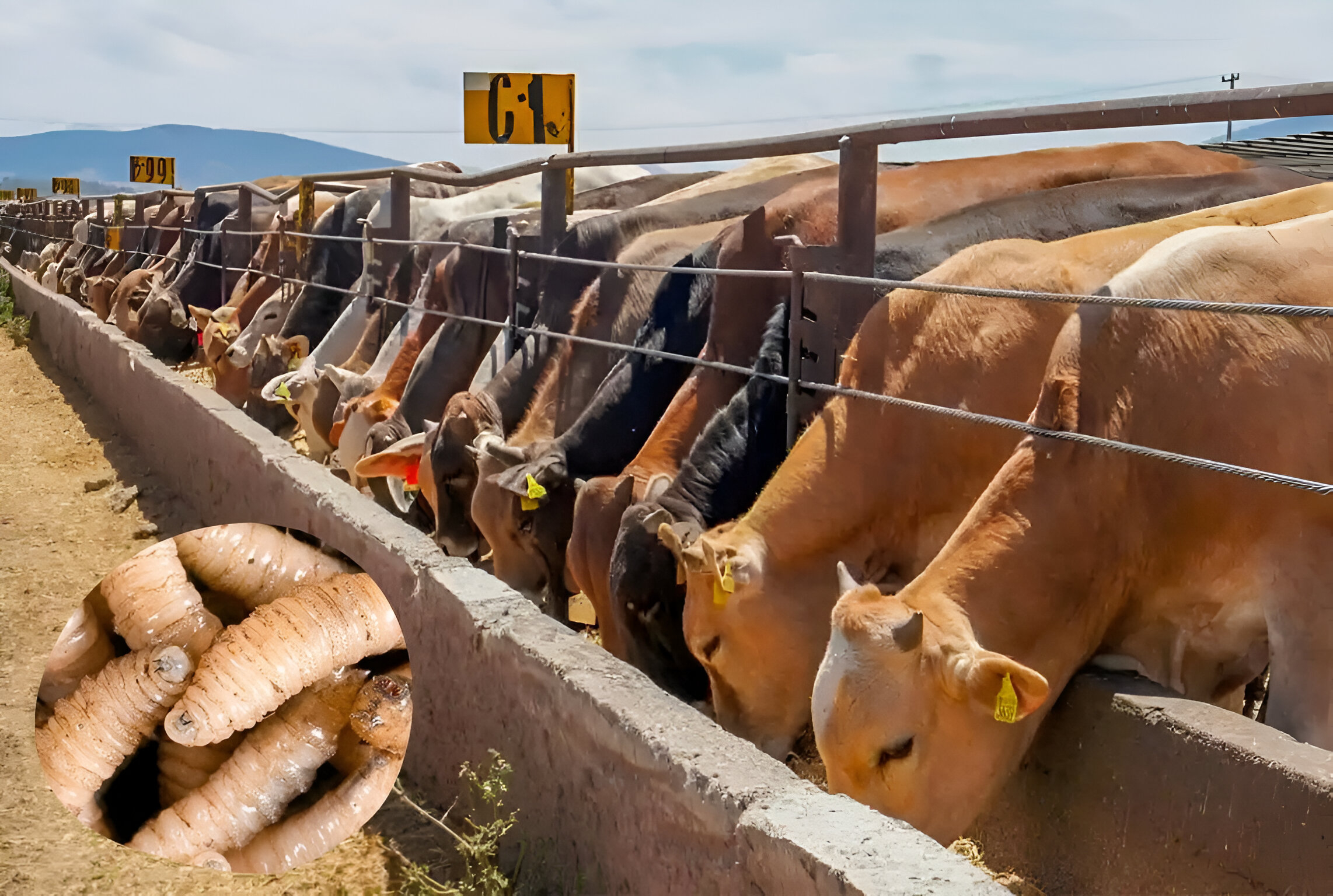 Tensión comercial entre México y Estados Unidos tras la medida.