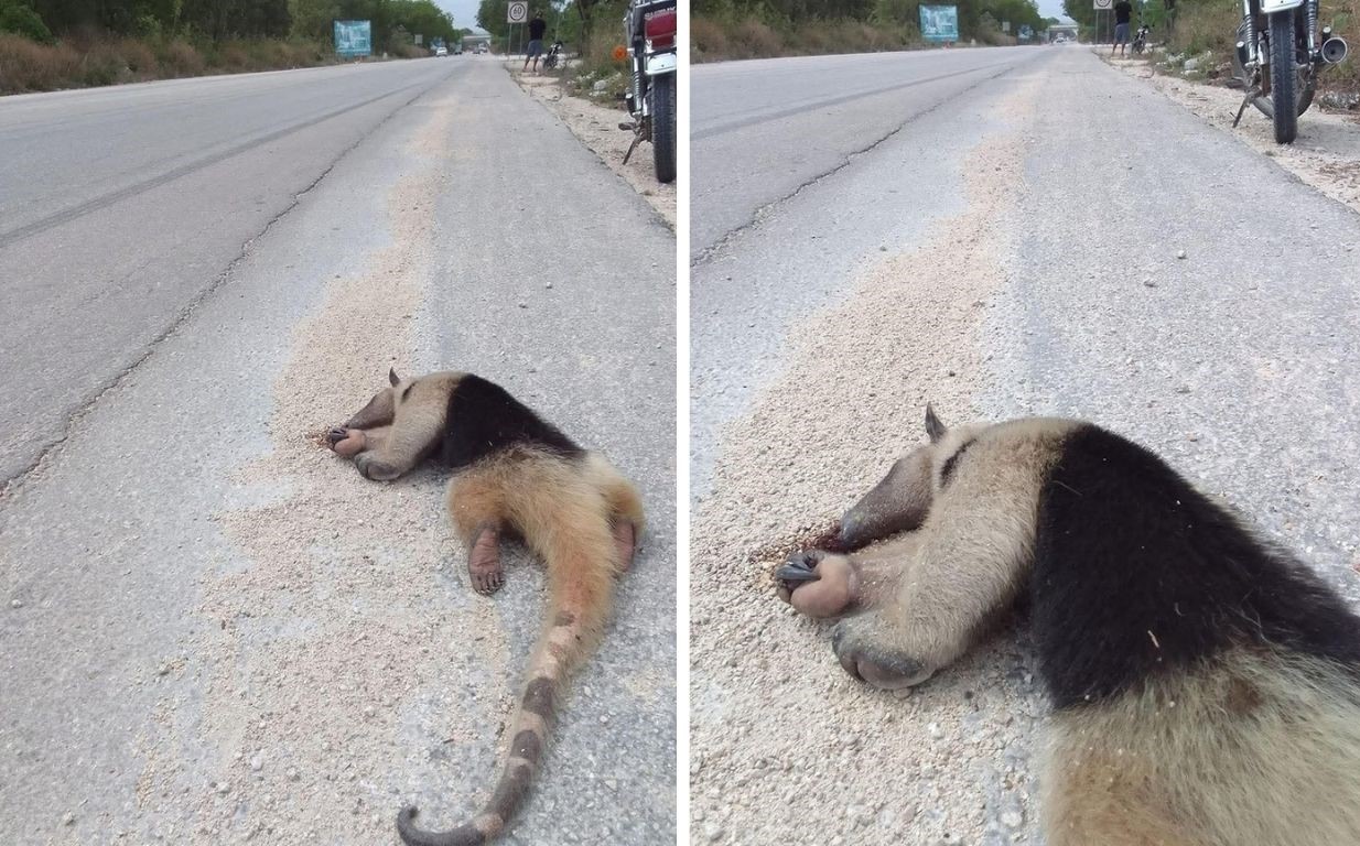 Ambientalistas exigen acciones urgentes por la biodiversidad.