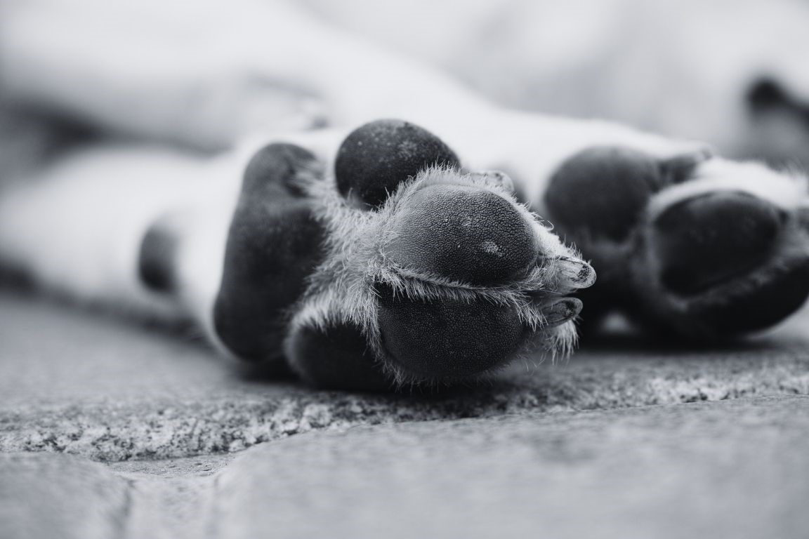Perros en el campus de la Universidad del Caribe, símbolo de una problemática creciente.