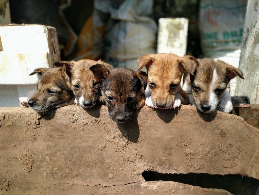 La asociación Rescatan-Do busca hogares responsables para perritos.