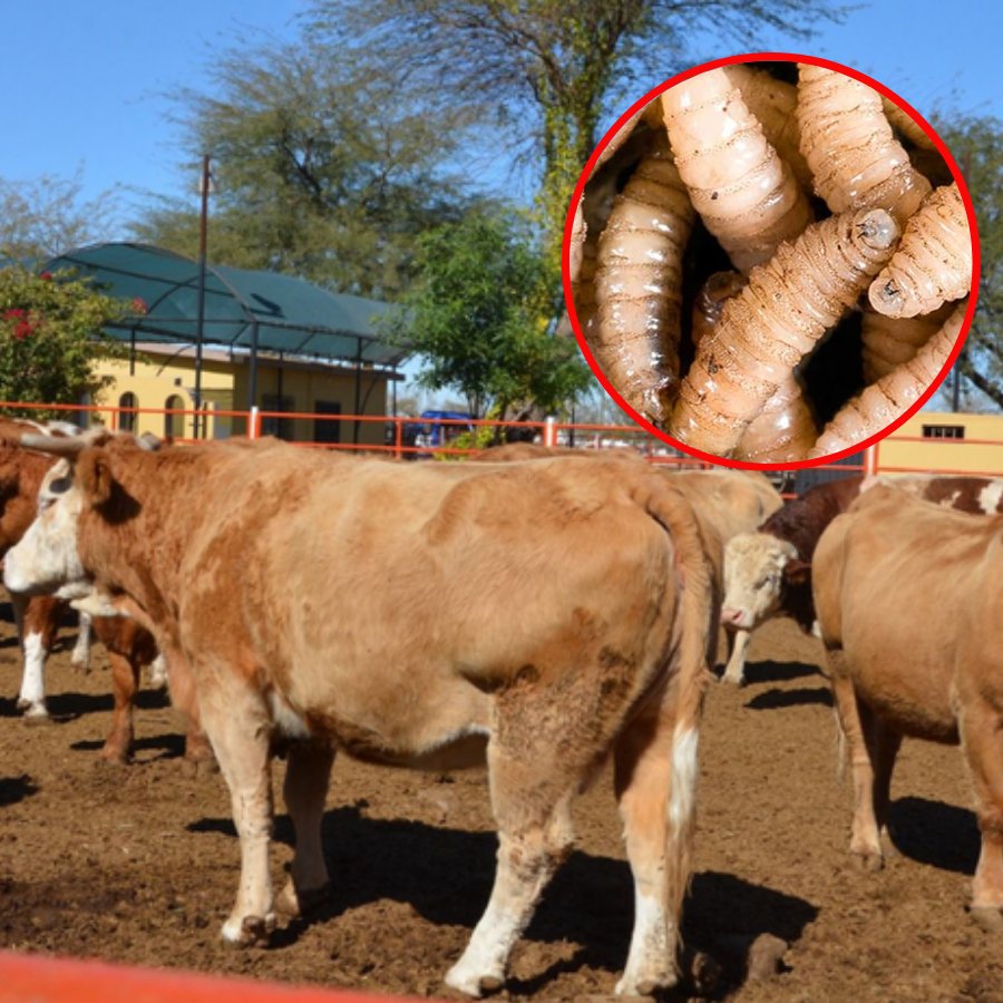 Pérdidas económicas por veto a importaciones de ganado.