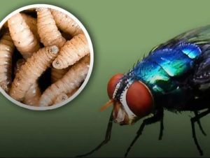 "El segundo caso de miasis en México fue atendido con éxito en Chiapas."