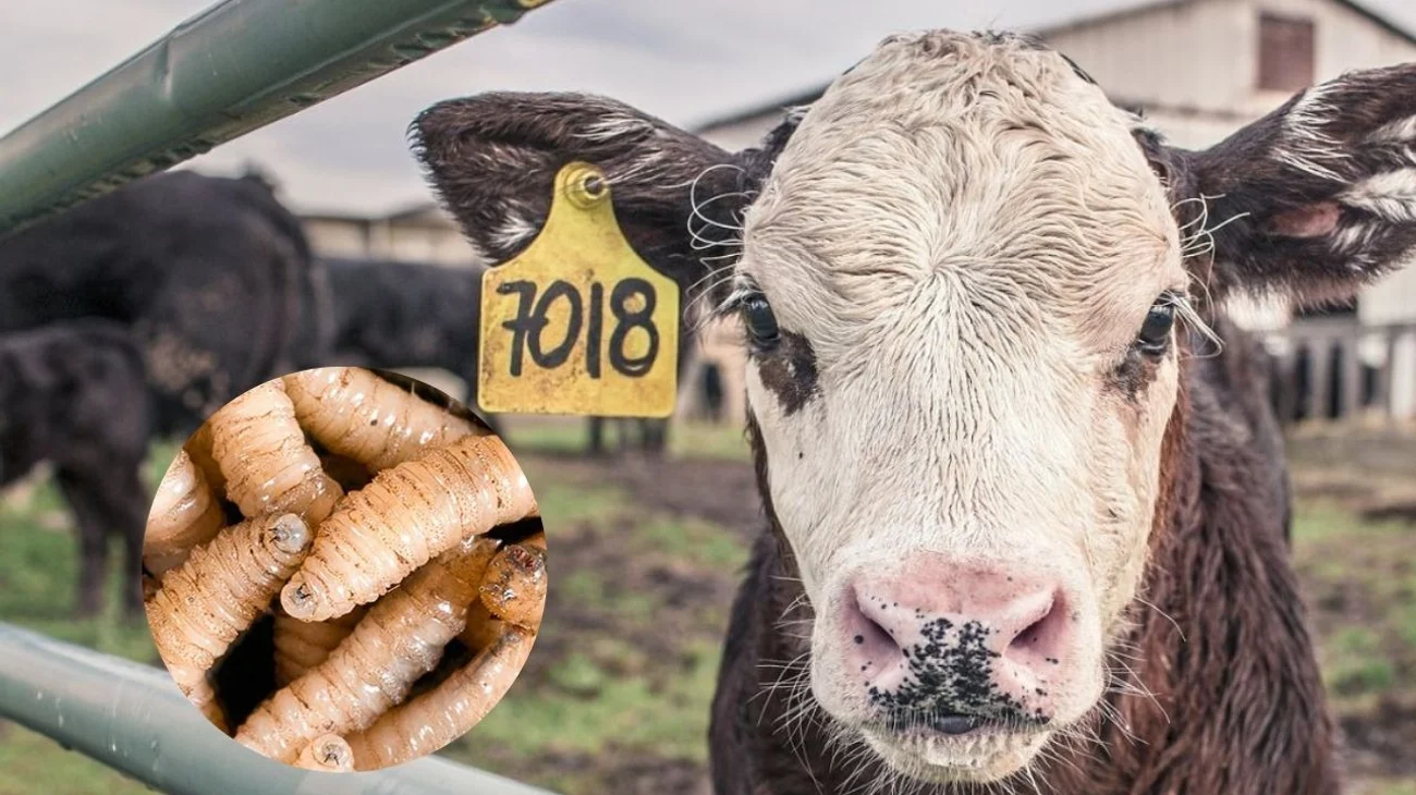 Aumento de casos de gusano barrenador en Quintana Roo.