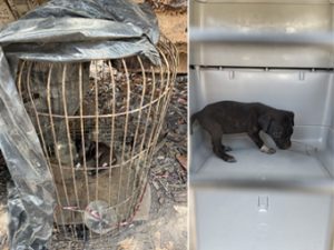 "Tulum atiende todas las denuncias de maltrato animal con un enfoque proactivo."