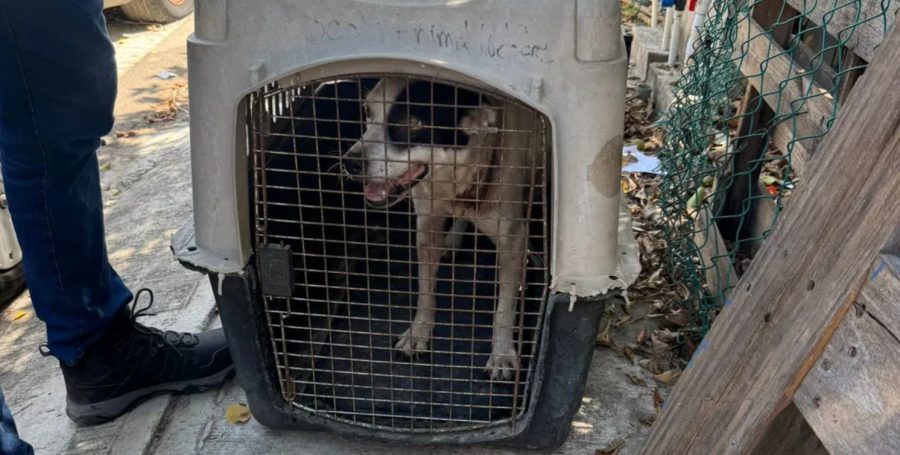 "Rescate de Luna: una victoria contra el maltrato animal en Playa del Carmen."