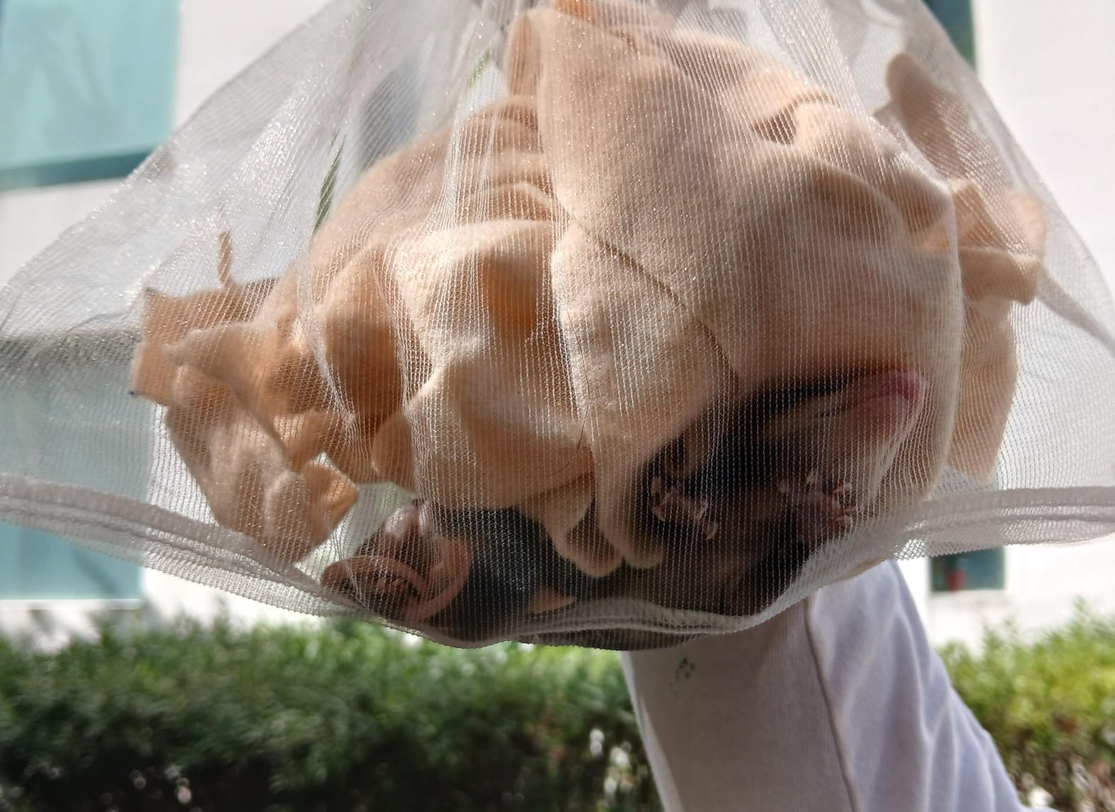 Rescate de zarigüeyas en Playa del Carmen.