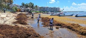 El recale masivo de sargazo en Playa del Carmen exige nuevas estrategias.
