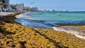 Sargazo como recurso pesquero en Quintana Roo.