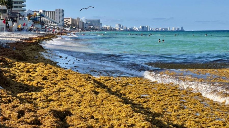 Sargazo como recurso pesquero en Quintana Roo.