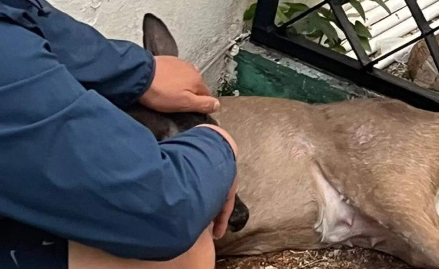 Venado cola blanca atropellado en Playacar.