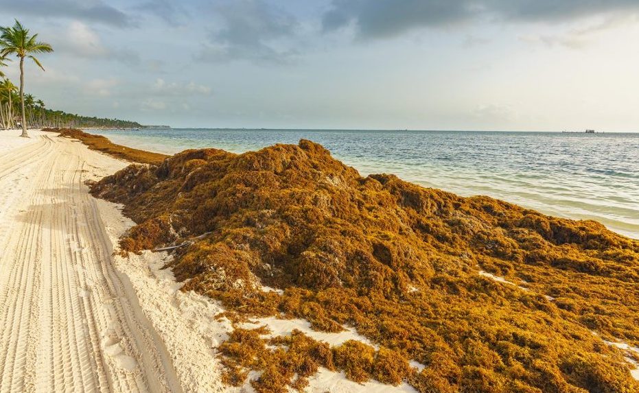 Investigadores buscan soluciones sostenibles para el sargazo.