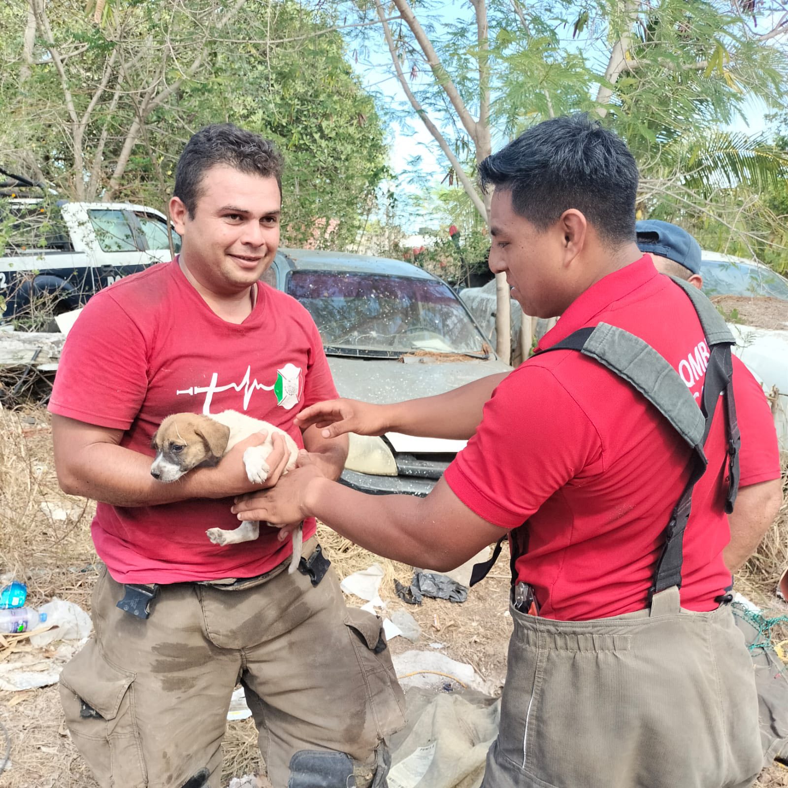 Perro cae en cenote en Cancún; Bomberos de Cancún lo rescatan heroicamente.