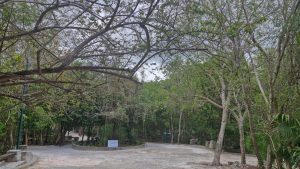 Ana Paty Peralta, presidenta municipal, asegura que no habrá deforestación en el Ombligo Verde.