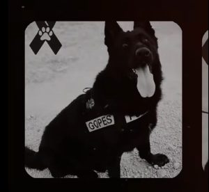 Kano, agente canino, trabajando en una operación de seguridad.