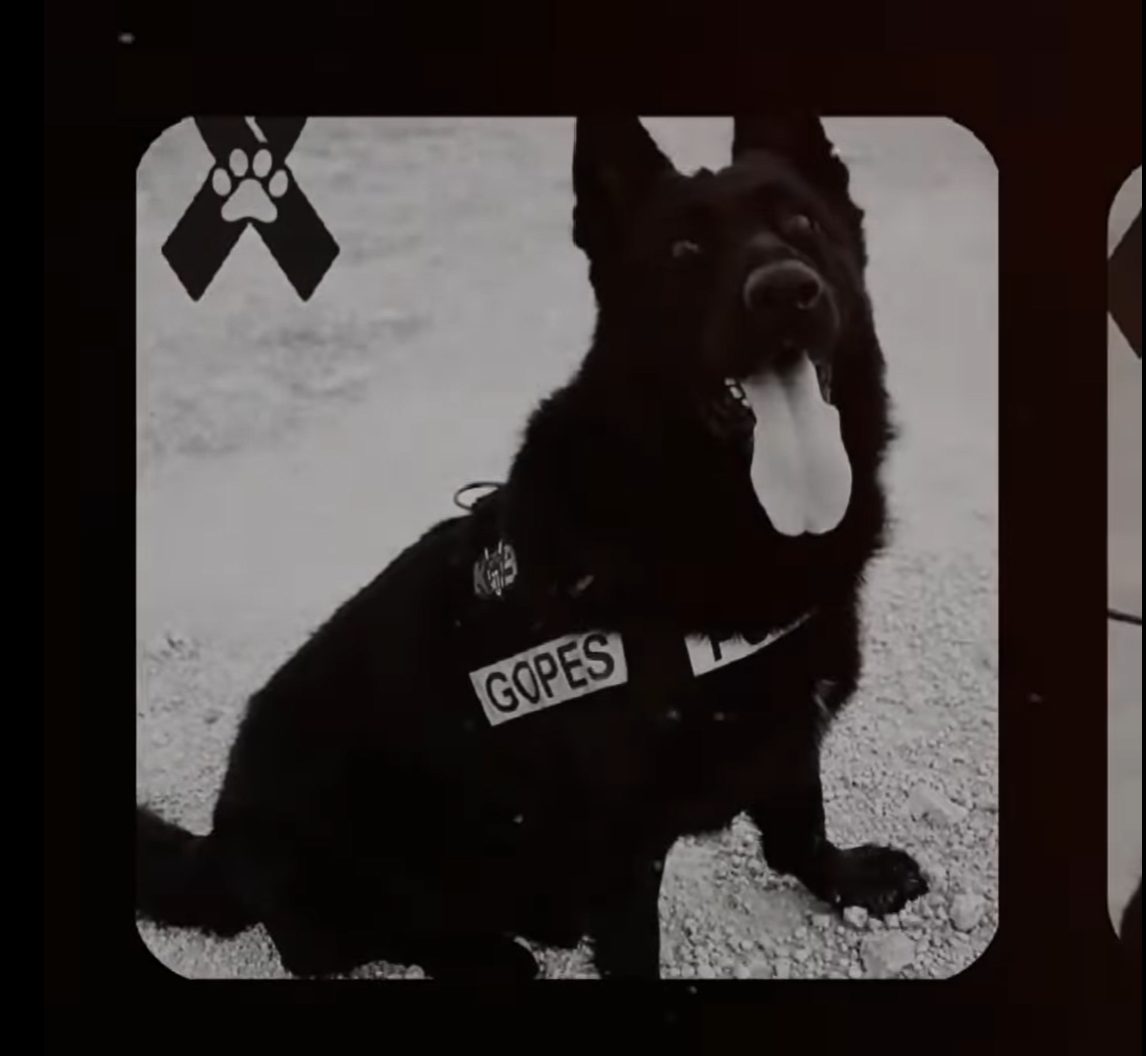 Kano, agente canino, trabajando en una operación de seguridad.