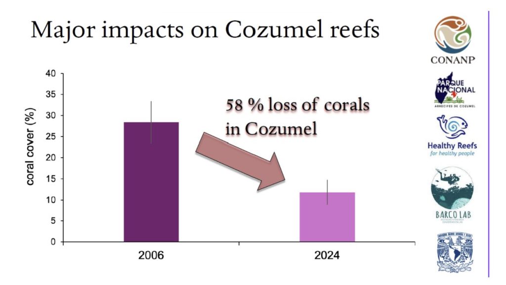El sistema arrecifal ha perdido un preocupante 58% de su cobertura en menos de tres décadas.