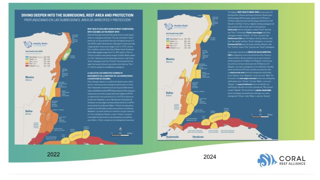 Su estado de salud, que era "buena", ha pasado a "regular" en un breve periodo de dos años (de 2022 a 2024), según el reciente Reporte de Salud del Arrecife Mesoamericano (MARFUND, 2024).