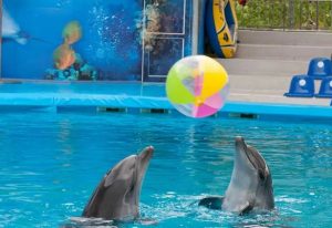 El Senado aprueba la prohibición de espectáculos con mamíferos marinos.