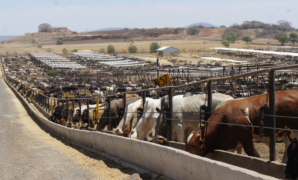 EEUU reabrirá frontera a ganado desde México