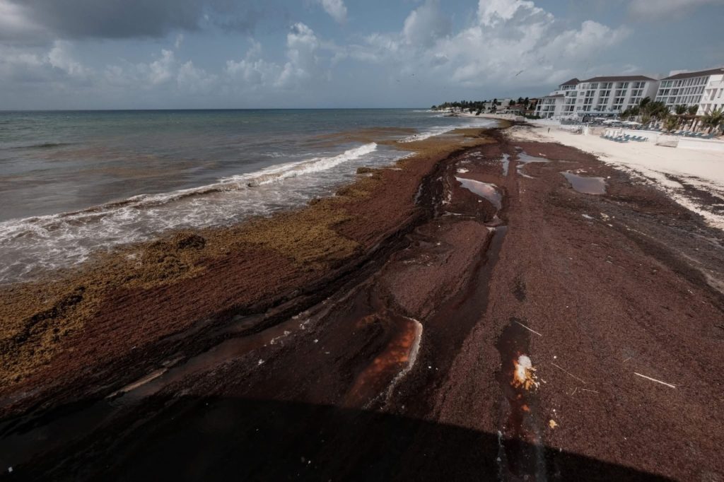 Impacto del sargazo en las playas de Tulum y la respuesta de los hoteleros.