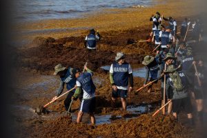 Estefanía Mercado supervisa el operativo contra el sargazo en Playa del Carmen.