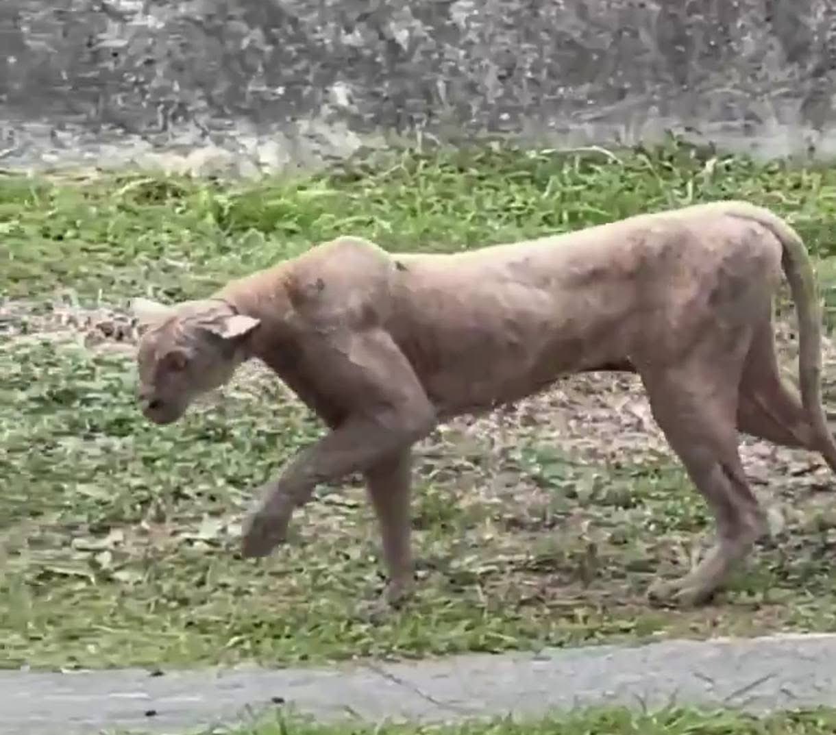 Vecinos alertan sobre la presencia de un puma en Monterrey tras cazar un gato doméstico.
