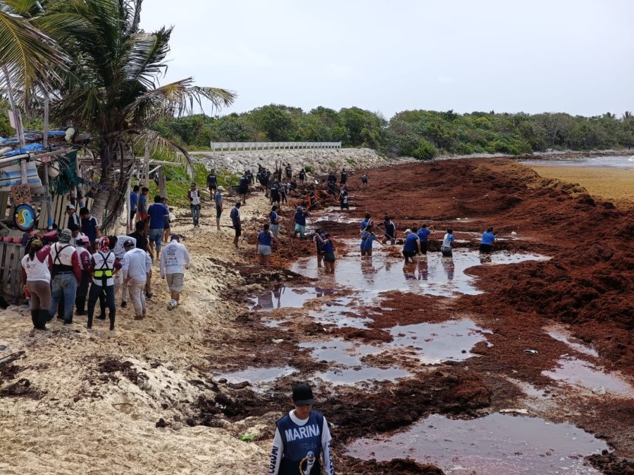 Jornada de limpieza en Cozumel por el Día Mundial del Medio Ambiente.