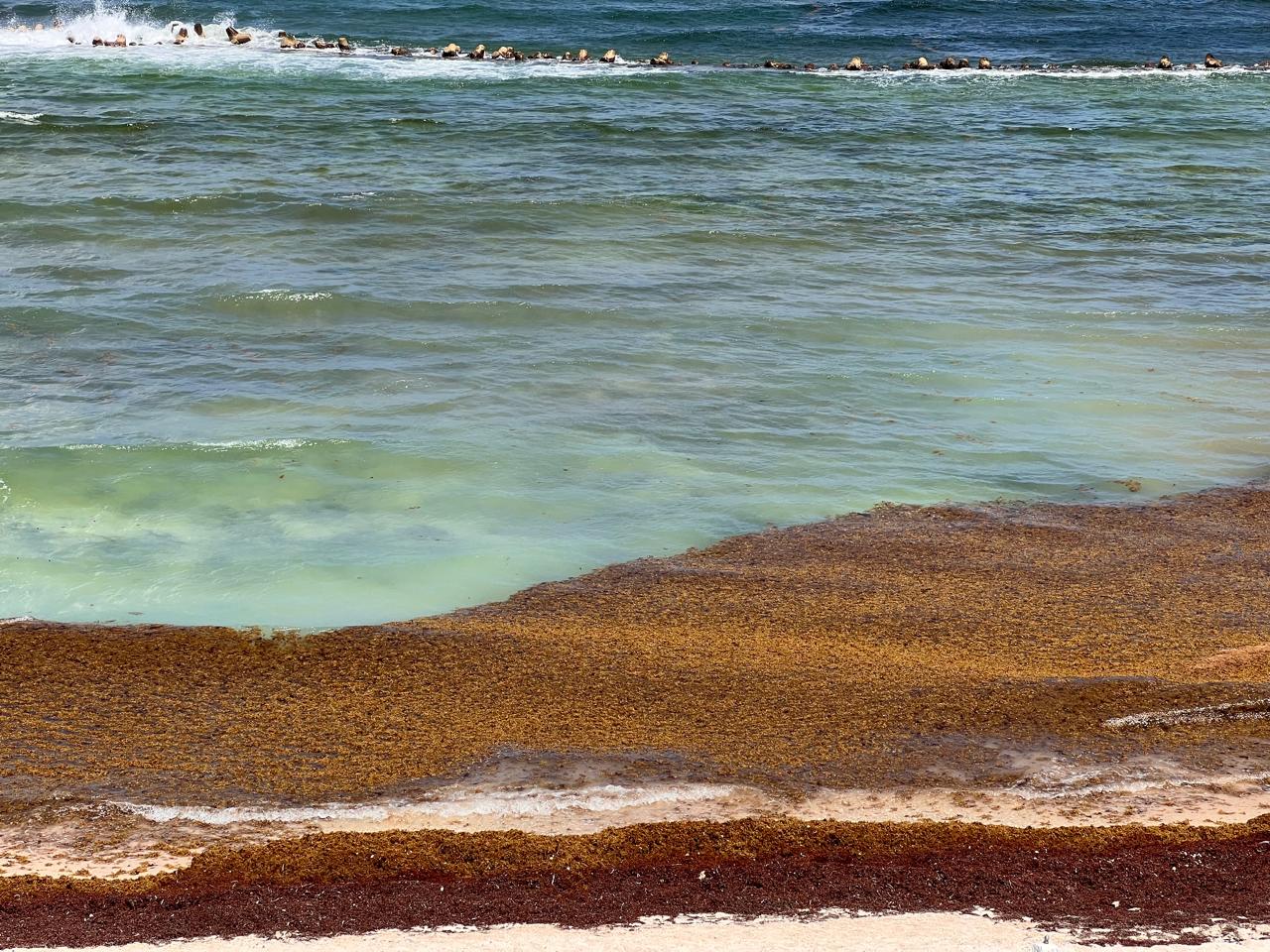 El recale de sargazo en Cancún, un fenómeno cíclico que impacta las playas.