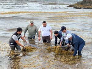 Limpieza de sargazo en playas de Quintana Roo.