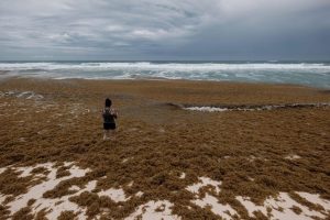 Propuestas hoteleras para enfrentar el sargazo.