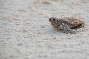 Primera eclosión de tortugas en Cozumel.