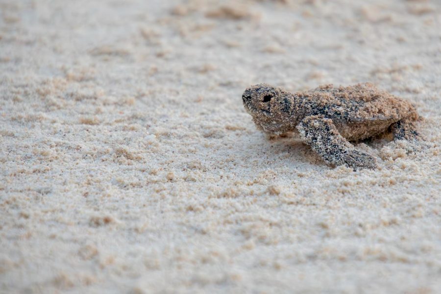 Primera eclosión de tortugas en Cozumel.