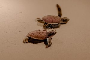 Tulum protege tortugas marinas con campamentos.