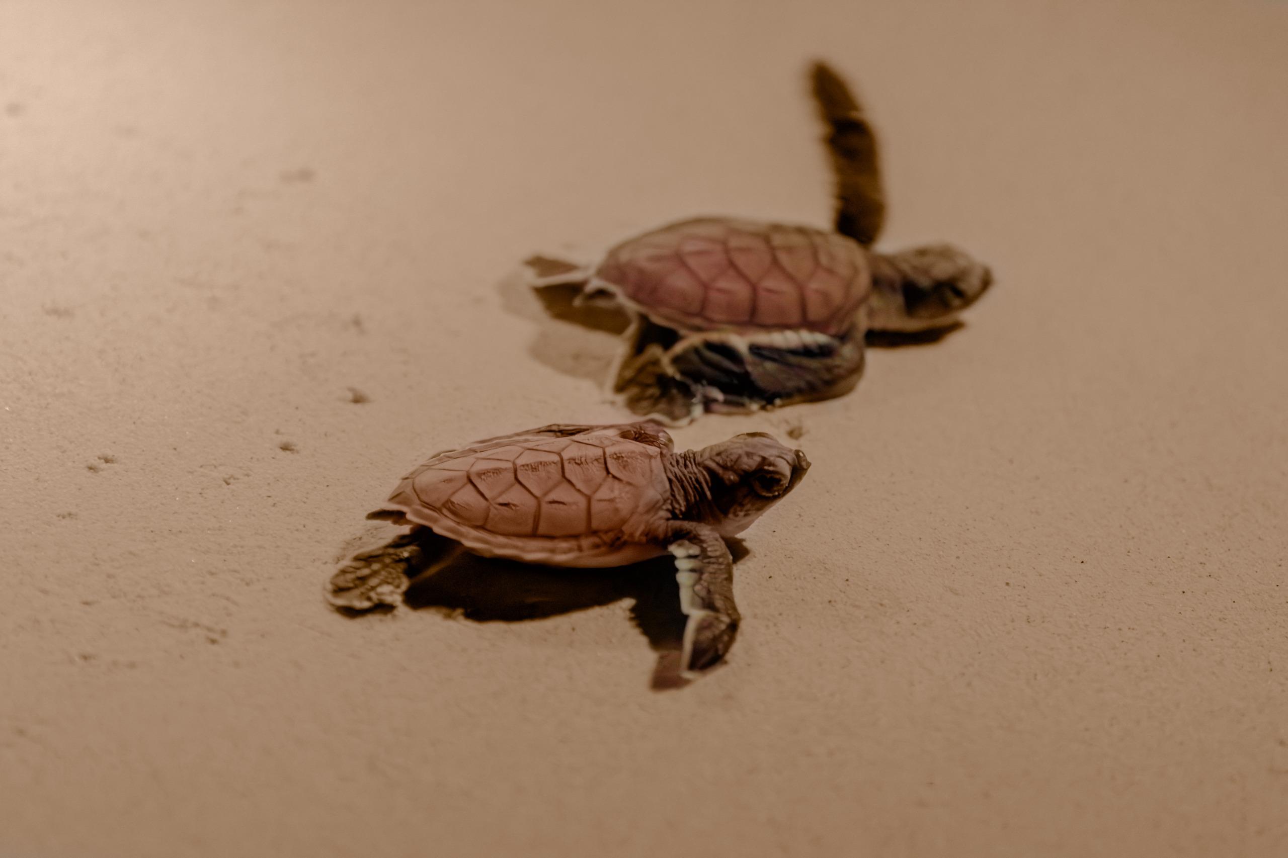 Tulum protege tortugas marinas con campamentos.