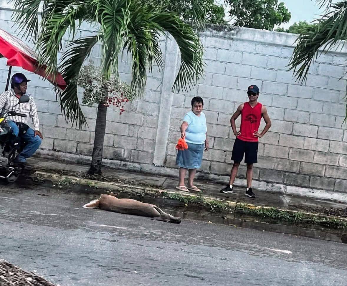Venado cola blanca atropellado en Chetumal.