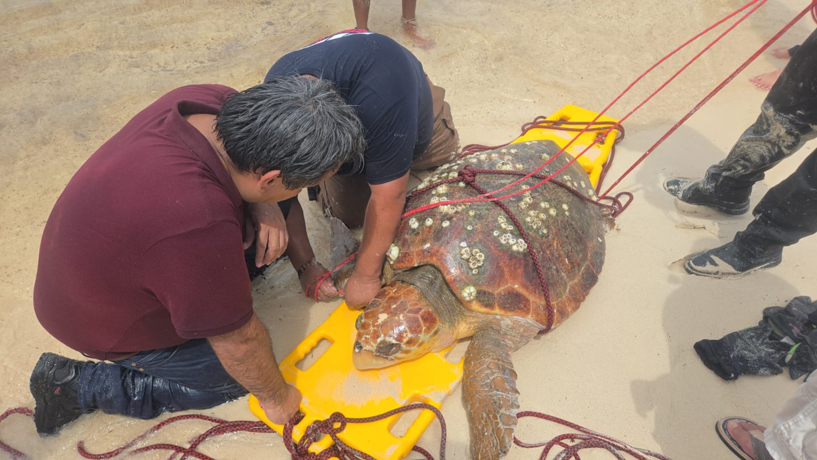 La tortuga marina liberada por Protección Civil en Chen Río.