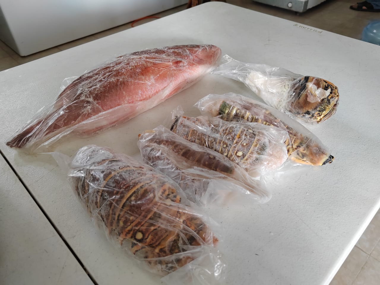 Acuicultura, solución a la Pesca Ilegal en México.