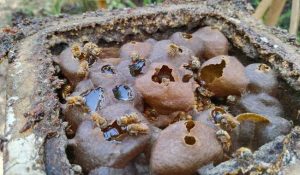 La Revista Ecos Costa impulsa el conocimiento regional.