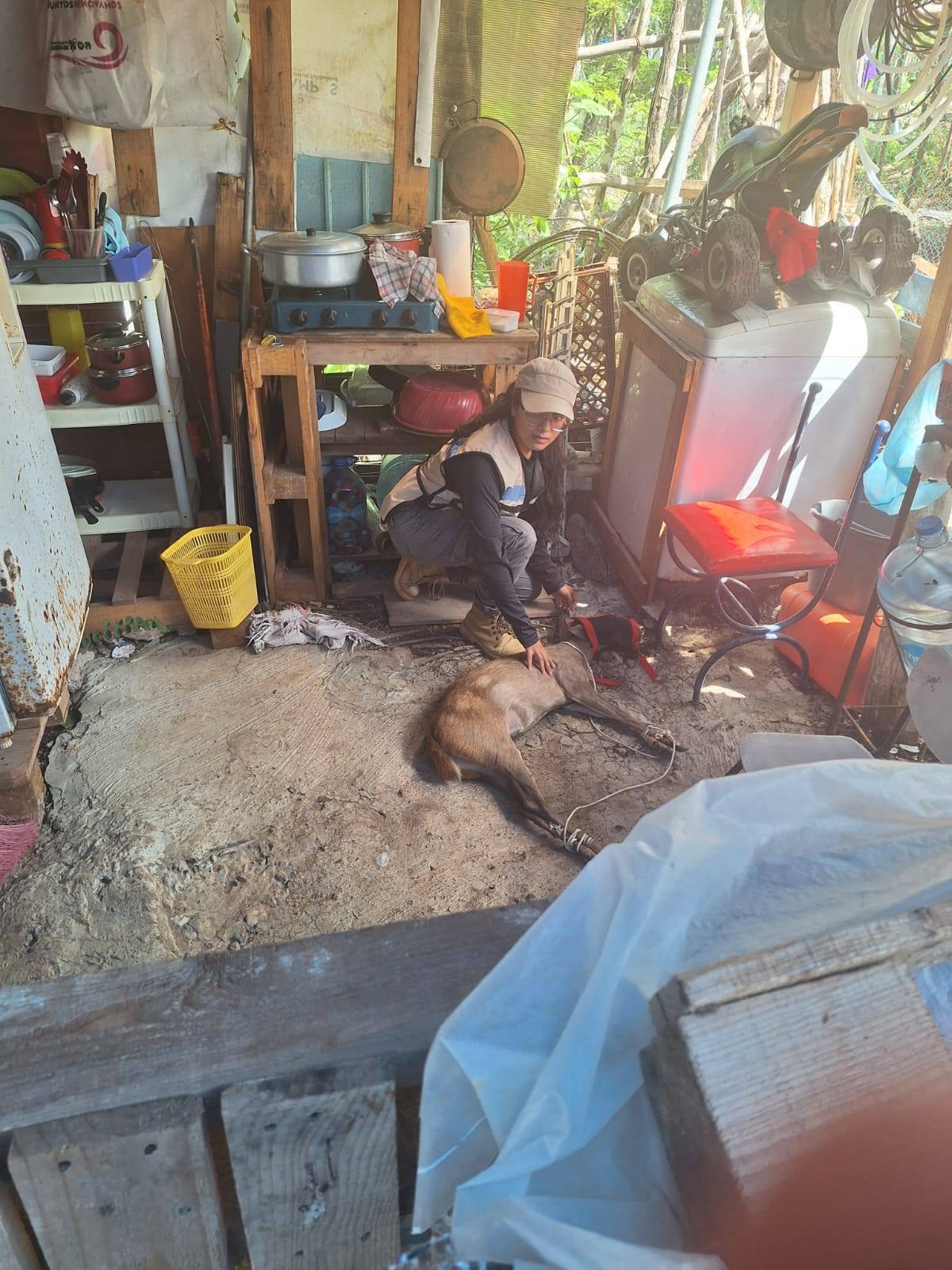 Un venado es rescatado en Playa del Carmen de una jauría de perros en el asentamiento Nueva Esperanza.