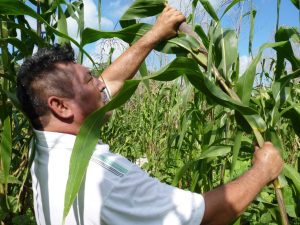 Pedro Dzib Puc, líder de UNORCA, lamentando la situación actual del campo mexicano.