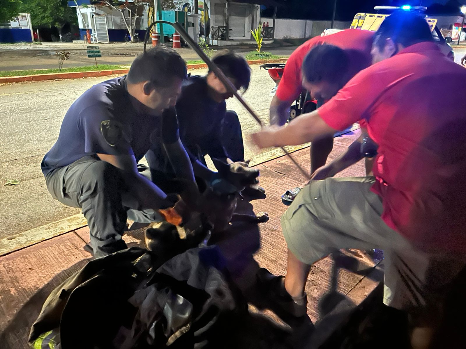 Personal de bomberos y ecología rescatando al perro envenenado en Kantunilkín.